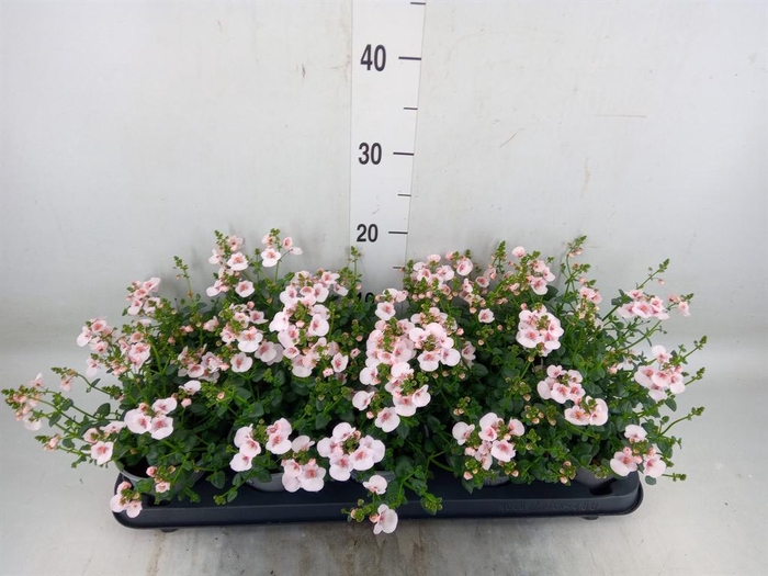 <h4>Diascia  'Piccadilly Appleblossom'</h4>