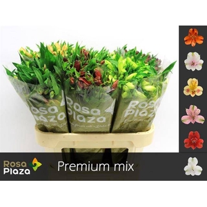 Alstroemeria mix in bucket
