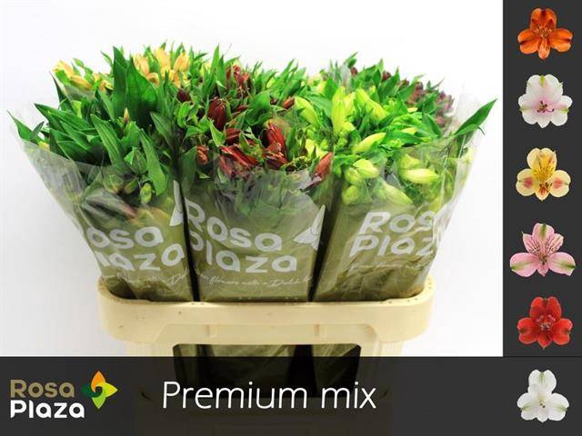 <h4>Alstroemeria mix in bucket</h4>
