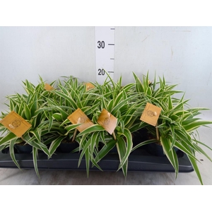 Chlorophytum com. 'Ocean'