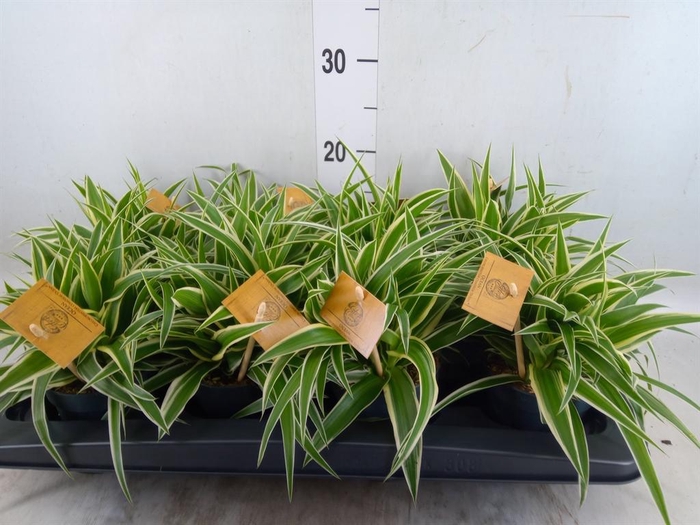 <h4>Chlorophytum com. 'Ocean'</h4>