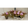 Abelia Lady Peach 13T