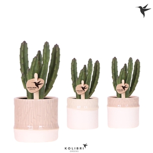 Kolibri Greens Stapelia Leendertziae in Bamboo pot mix