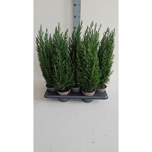 Chamaecyparis lawsoniana 'Ellwoodii' p13