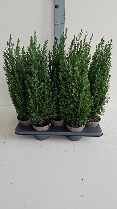 <h4>Chamaecyparis lawsoniana 'Ellwoodii' p13</h4>