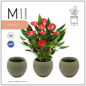 Mimesis Anthurium KARMA Million - Bolivia Green