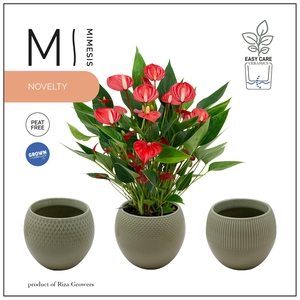 Mimesis Anthurium KARMA Million - Bolivia Green