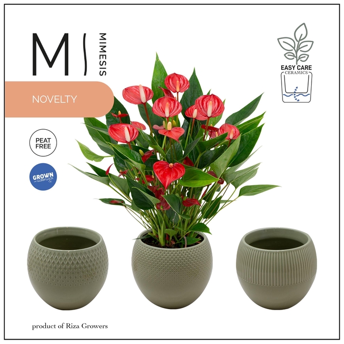 <h4>Mimesis Anthurium KARMA Million - Bolivia Green</h4>