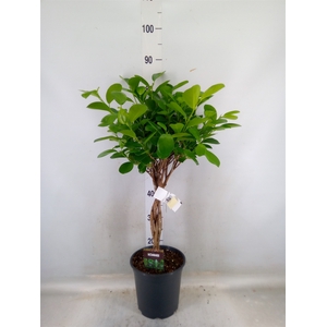 Ficus microcarpa 'Moclame'