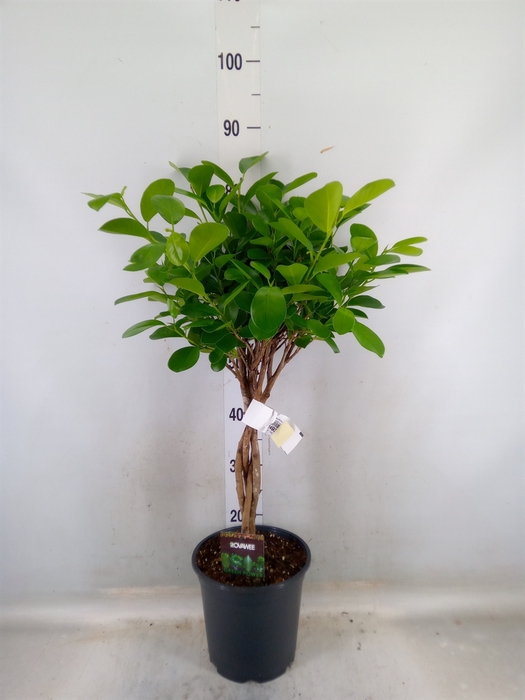 <h4>Ficus microcarpa 'Moclame'</h4>
