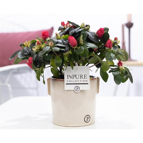 <h4>1st class Azalea red in P&PURE Lauren ceramics</h4>