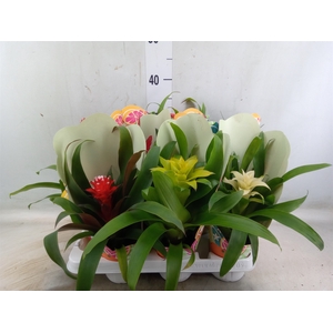 Bromelia   ...mix 13