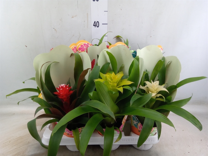<h4>Bromelia   ...mix 13</h4>