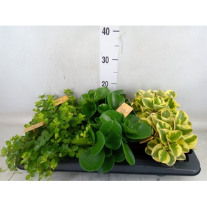Peperomia   ...mix