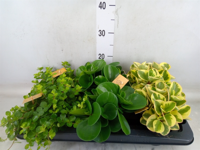 <h4>Peperomia   ...mix</h4>