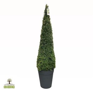 Buxus Sempervirens Piramide 160-170