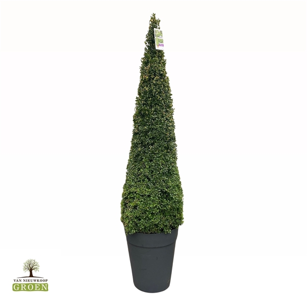 <h4>Buxus Sempervirens Piramide 140-150</h4>