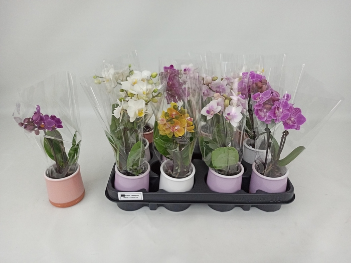 <h4>PHAL MINI</h4>