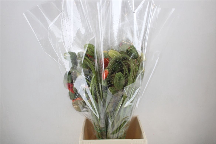 <h4>Papaver Mixed Extra P Stem</h4>