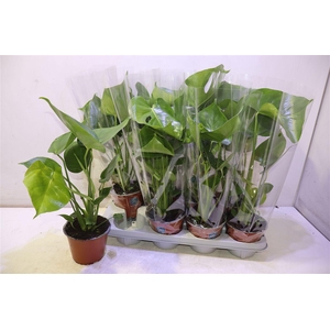 arr8 Monstera Deliciosa