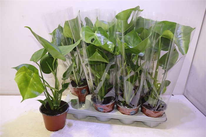 <h4>arr8 Monstera Deliciosa</h4>