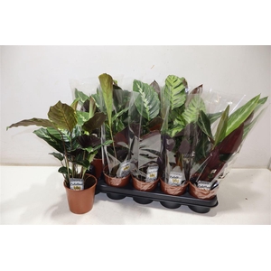 arr8 Calat Gem 3 Srt