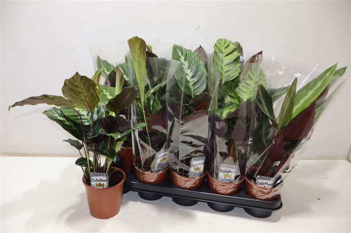 <h4>arr8 Calat Gem 3 Srt</h4>