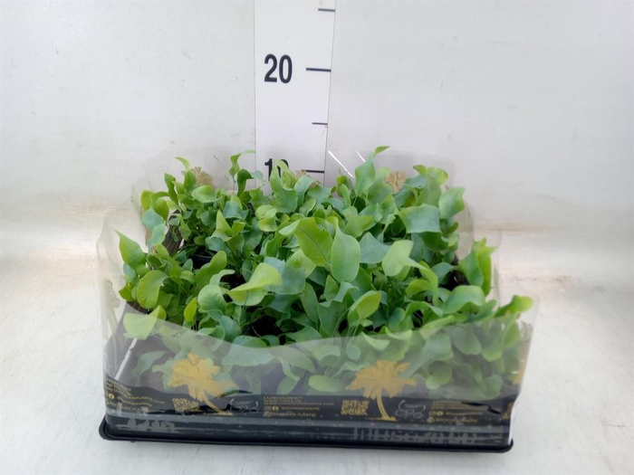 <h4>Phlebodium aureum 'Blue Star'</h4>