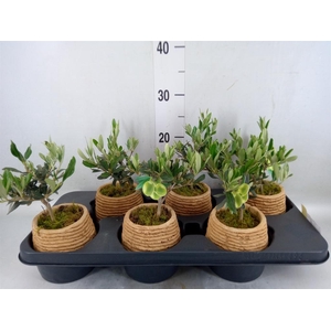 Arr.   Tuinplanten L%