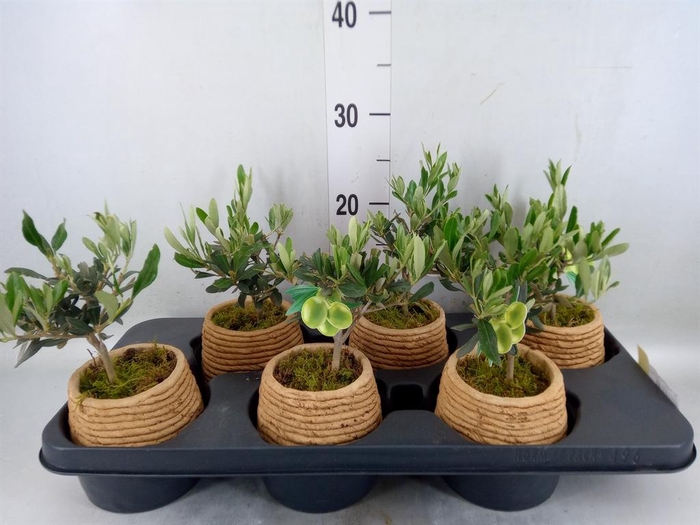 <h4>Arr. Tuinplanten L%</h4>