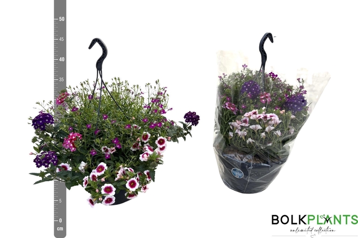 <h4>PERKPL GEM IN POT</h4>