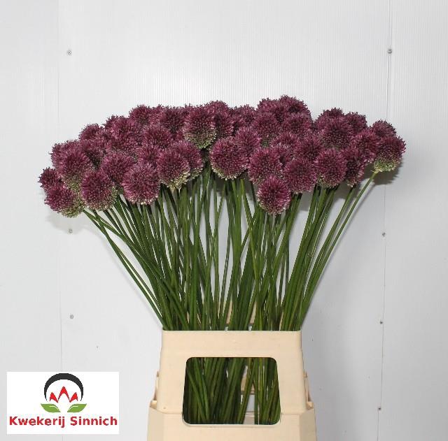 ALLIUM SPHAER