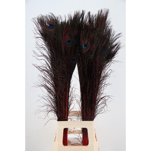 Feather Peacock Bordeaux 90cm