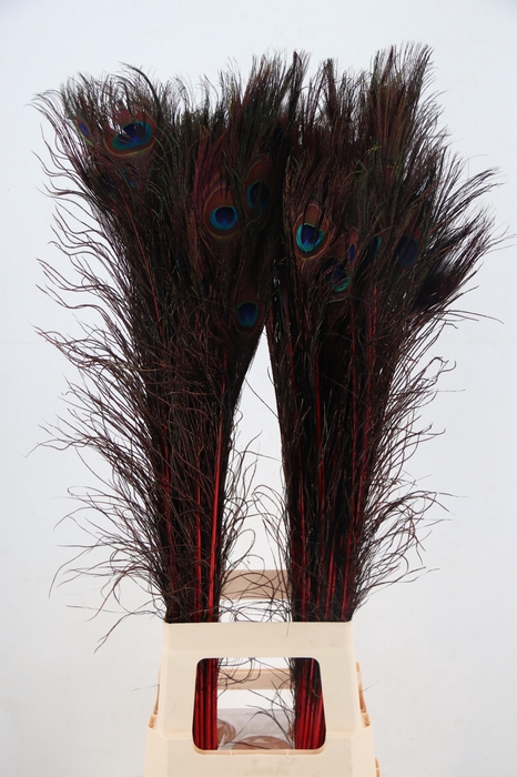 <h4>Feather Peacock Bordeaux 90cm</h4>