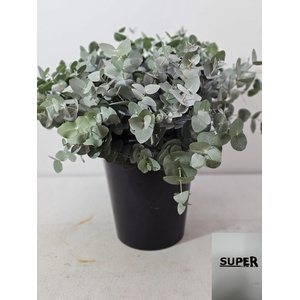 EUC CINEREA PER STEEL VERTAKT-IT-