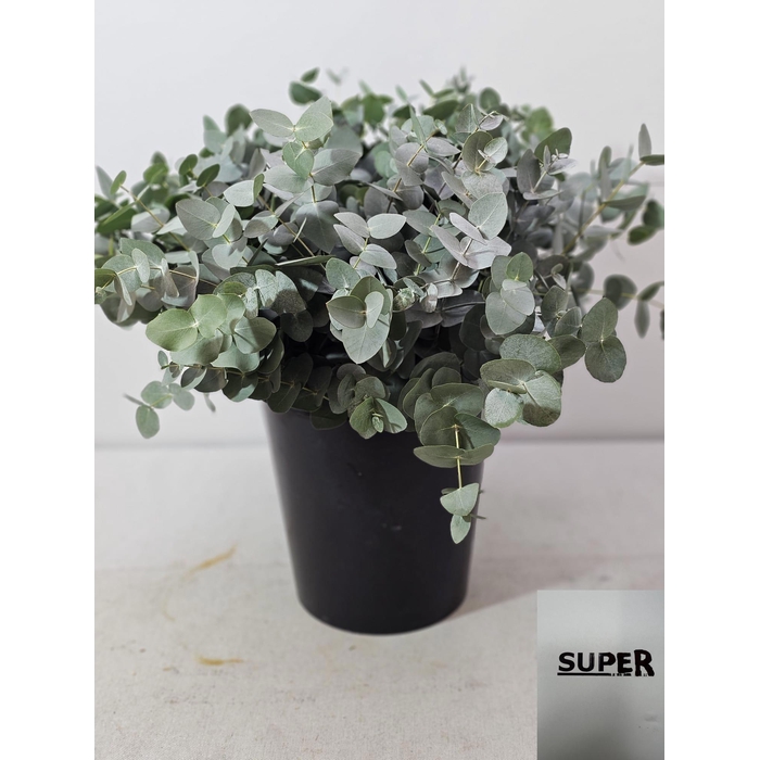 <h4>EUC CINEREA PER STEEL VERTAKT-IT-</h4>