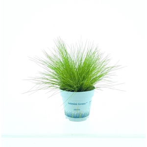 Deschampsia flexuosa 'Amilime'