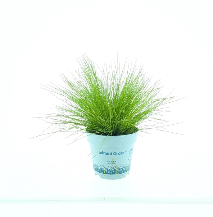 <h4>Deschampsia flexuosa 'Amilime'</h4>