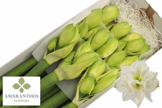 <h4>HIPPEASTRUM DG 'WHITE SYMPHONY'</h4>