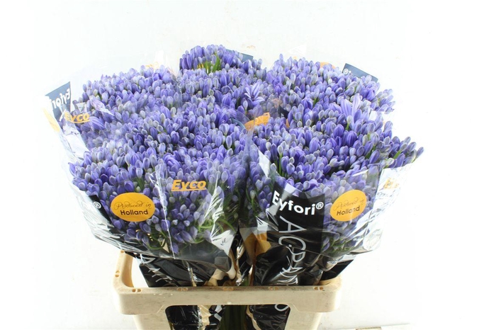 <h4>Agapanthus Eyfori Blue</h4>