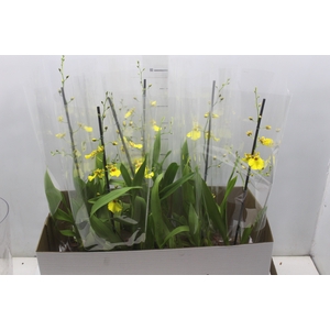 ONCIDIUM ALOHA P15