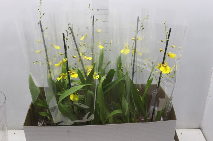 <h4>ONCIDIUM ALOHA P15</h4>