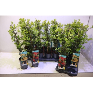 arr8 Pyrac Ov Mixtray