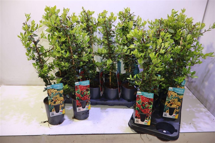 <h4>arr8 Pyrac Ov Mixtray</h4>