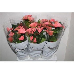 ** Anthu An Pink Champi 8+ ** Promo