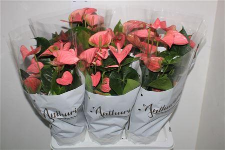 <h4>***anthu An Pink Champi 8+***</h4>