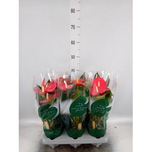 Anthurium andr. 'Aroha'