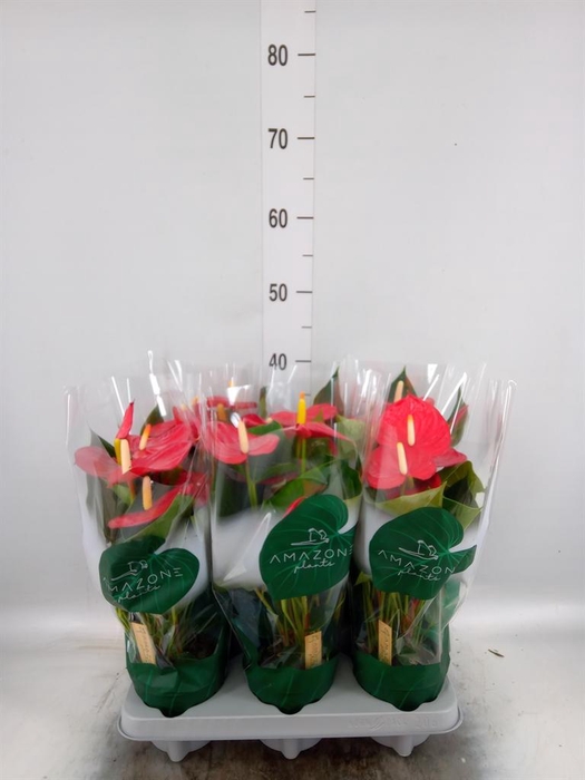 <h4>Anthurium andr. 'Aroha'</h4>