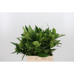 Skimmia Kew Green