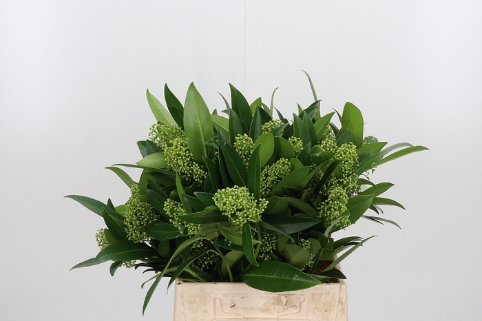 <h4>Skimmia Kew Green</h4>
